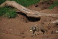 Meerkat Royalty Free Stock Photo