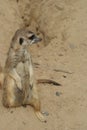 Meerkat Royalty Free Stock Photo