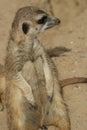Meerkat Royalty Free Stock Photo