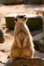 Meerkat Royalty Free Stock Photo