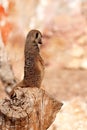 Meerkat Royalty Free Stock Photo