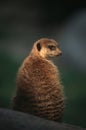 Meerkat Royalty Free Stock Photo