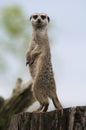 Meerkat Royalty Free Stock Photo