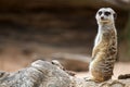 Meerkat Standing and Watching Royalty Free Stock Photo