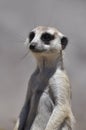 Meerkat Royalty Free Stock Photo