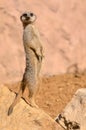 Meerkat Royalty Free Stock Photo