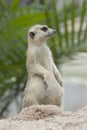 Meerkat