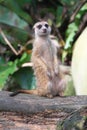 Meerkat