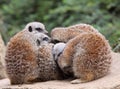 Meerkat Royalty Free Stock Photo