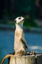 Meerkat