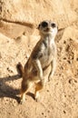 Meerkat