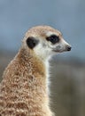 Meerkat Royalty Free Stock Photo