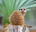 Meerkat