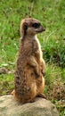 Meerkat