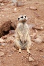 Meerkat Royalty Free Stock Photo