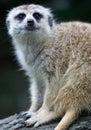 Meerkat Royalty Free Stock Photo