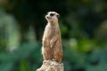 Meerkat Royalty Free Stock Photo