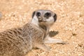 Meerkat Royalty Free Stock Photo