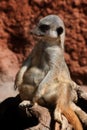 Meerkat Royalty Free Stock Photo