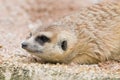 Meerkat Royalty Free Stock Photo