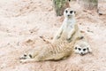 Meerkat Royalty Free Stock Photo