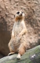 Meerkat Royalty Free Stock Photo