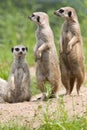 Meerkat