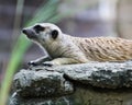 Meerkat Royalty Free Stock Photo