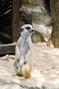 Meerkat Royalty Free Stock Photo