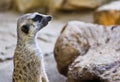 Meerkat Royalty Free Stock Photo