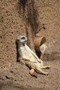 Meerkat