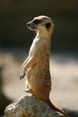 Meerkat