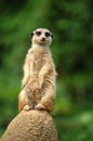 Meerkat