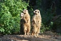 Meerkat Royalty Free Stock Photo