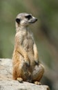 Meerkat Royalty Free Stock Photo