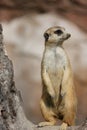 Meerkat Royalty Free Stock Photo