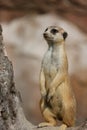 Meerkat Royalty Free Stock Photo