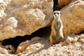 Meerkat Royalty Free Stock Photo