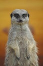 Meerkat Royalty Free Stock Photo