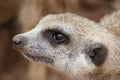 Meerkat Royalty Free Stock Photo