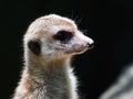 Meerkat