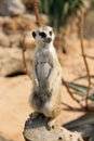 Meerkat