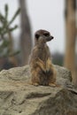 Meerkat