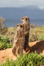 Meerkat Adventures Royalty Free Stock Photo