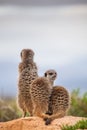 Meerkat Adventures Royalty Free Stock Photo