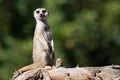 Meerkat, aka suricate, sitting upright on the tree trunk Royalty Free Stock Photo
