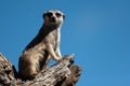 Meerkat, aka suricate, sitting upright on the tree trunk Royalty Free Stock Photo