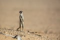 Meerkat in Kgalagari transfrontier park, South Africa Royalty Free Stock Photo