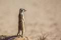 Meerkat in Kgalagari transfrontier park, South Africa Royalty Free Stock Photo