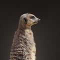 Meerkat alert and on guard